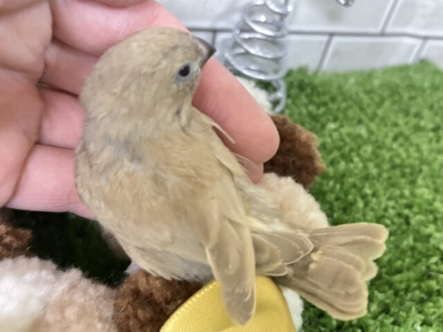 錦花鳥（キンカチョウ）