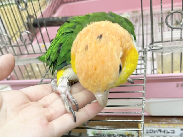 シロハラインコ