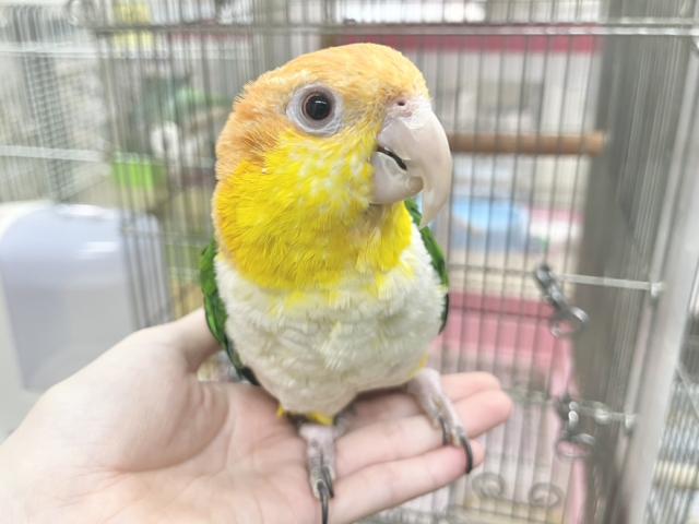 シロハラインコ