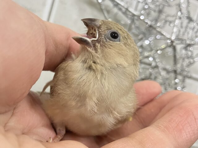 ほっこり💭🎀ほうじ茶ラテでおネムネム…😪🧸⋆*錦花鳥(2025年11月下旬生まれ) 錦花鳥(キンカチョウ)