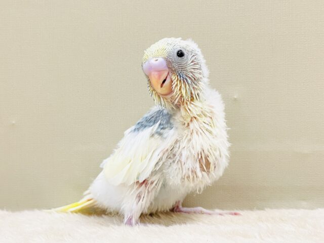 ふんわりゆめかわ🩵セキセイインコ(パステルレインボーパイド)ヒナ セキセイインコ