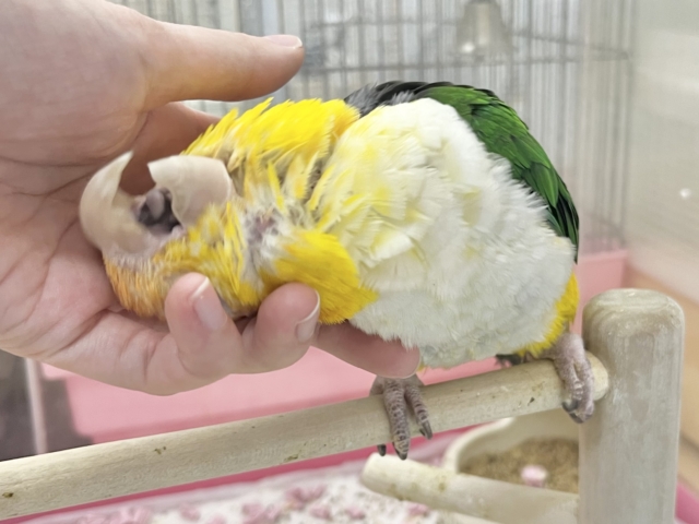 シロハラインコ