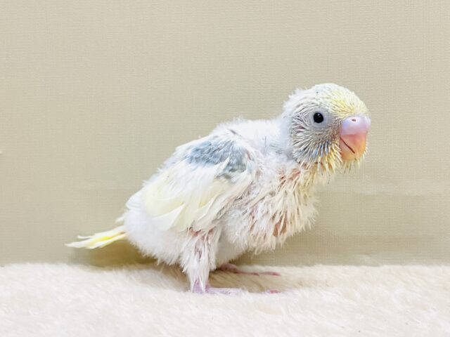 ふんわりゆめかわ🩵セキセイインコ(パステルレインボーパイド)ヒナ セキセイインコ