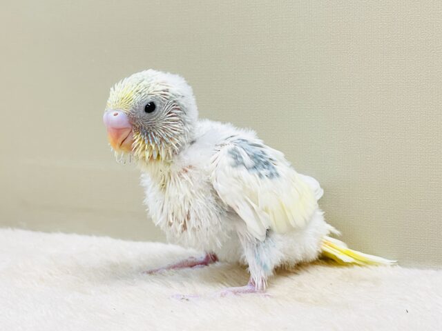 ふんわりゆめかわ🩵セキセイインコ(パステルレインボーパイド)ヒナ セキセイインコ