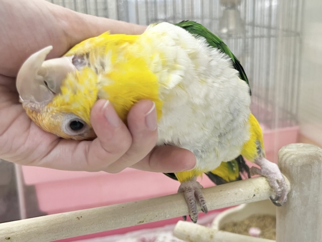 シロハラインコ