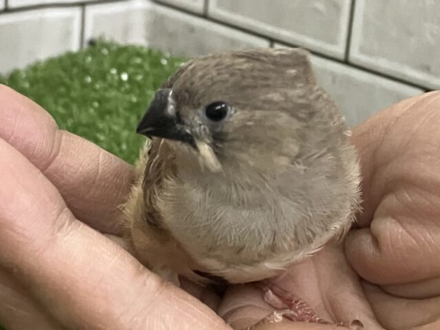 ✨最新画像✨⸜(●˙꒳˙●)⸝ポカポカノコノコ☀️しいたけの子🍄🟫♬.*゚錦花鳥(ノーマル/2025年11月生まれ) 錦花鳥(キンカチョウ)