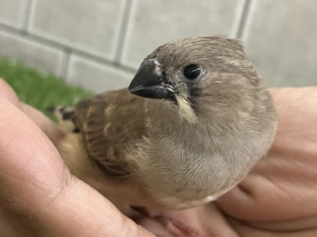 ✨最新画像✨⸜(●˙꒳˙●)⸝ポカポカノコノコ☀️しいたけの子🍄🟫♬.*゚錦花鳥(ノーマル/2025年11月生まれ) 錦花鳥(キンカチョウ)