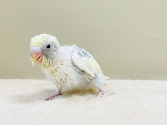 ふんわりゆめかわ🩵セキセイインコ(パステルレインボーパイド)ヒナ セキセイインコ
