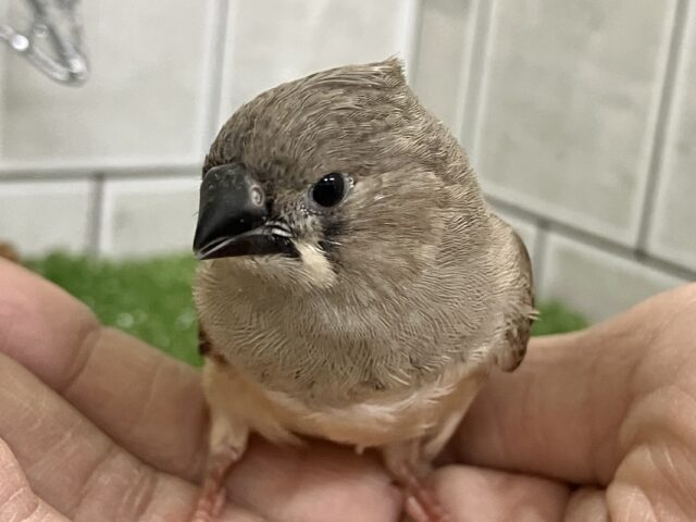 ✨最新画像✨⸜(●˙꒳˙●)⸝ポカポカノコノコ☀️しいたけの子🍄🟫♬.*゚錦花鳥(ノーマル/2025年11月生まれ) 錦花鳥(キンカチョウ)