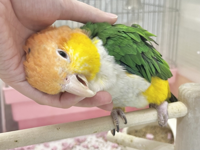シロハラインコ