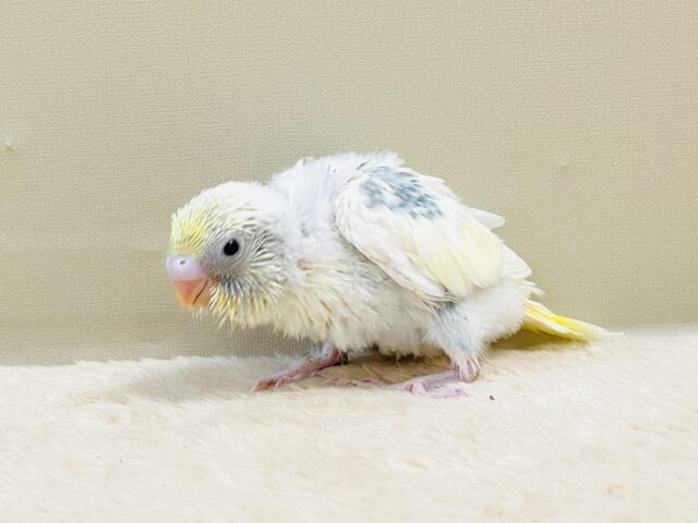 ふんわりゆめかわ🩵セキセイインコ(パステルレインボーパイド)ヒナ セキセイインコ