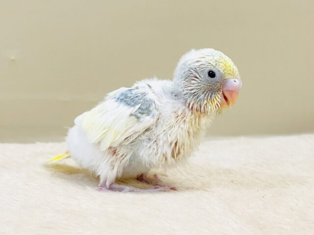 ふんわりゆめかわ🩵セキセイインコ(パステルレインボーパイド)ヒナ セキセイインコ