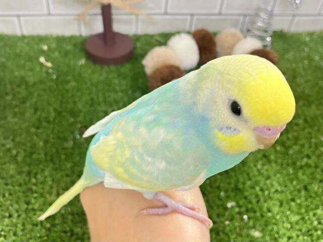 セキセイインコ