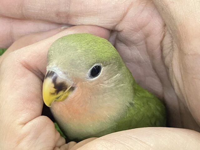 コザクラインコ（小桜インコ）
