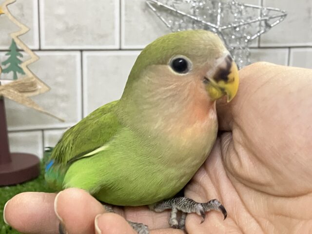 コザクラインコ（小桜インコ）