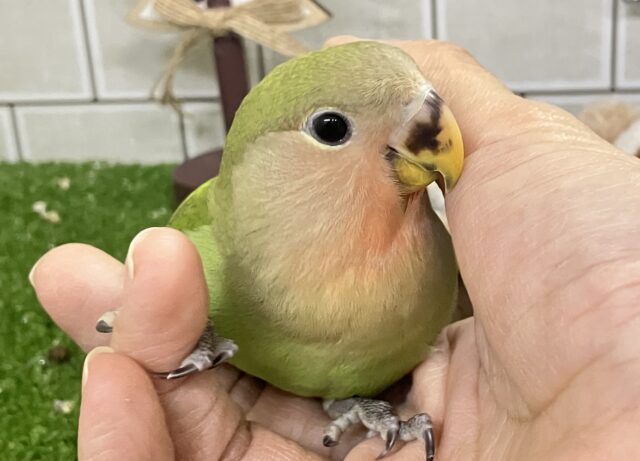 コザクラインコ（小桜インコ）