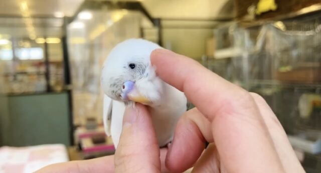 セキセイインコ