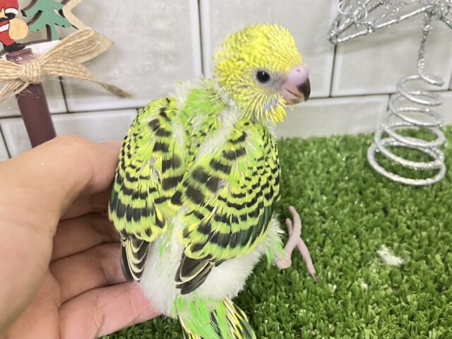 セキセイインコ