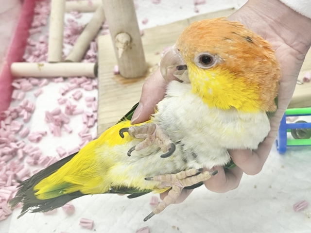 シロハラインコ