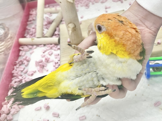 シロハラインコ