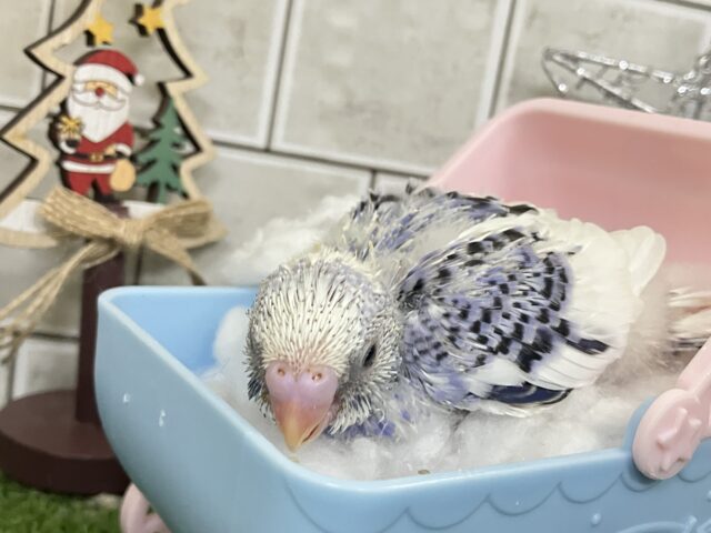ベリーぴっかり✧雪景色のお宝🫐💘セキセイインコ(ブルーパイド/2025年12月上旬生まれ) セキセイインコ