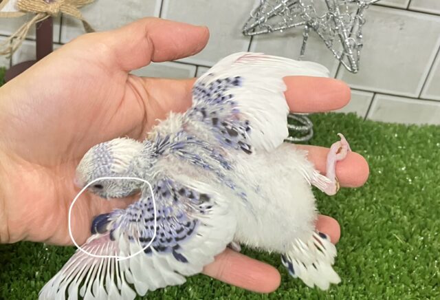 ベリーぴっかり✧雪景色のお宝🫐💘セキセイインコ(ブルーパイド/2025年12月上旬生まれ) セキセイインコ