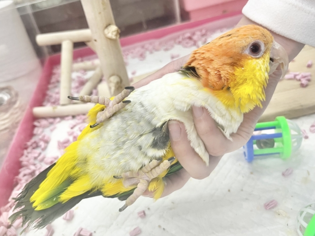 シロハラインコ