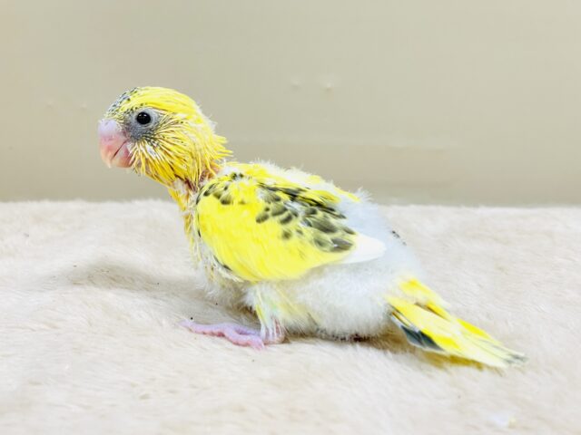 セキセイインコ