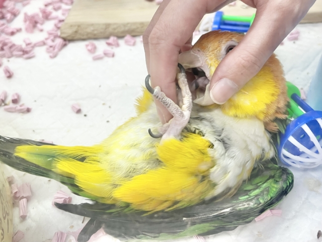 シロハラインコ