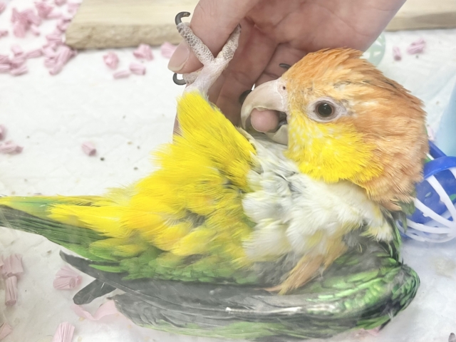 シロハラインコ