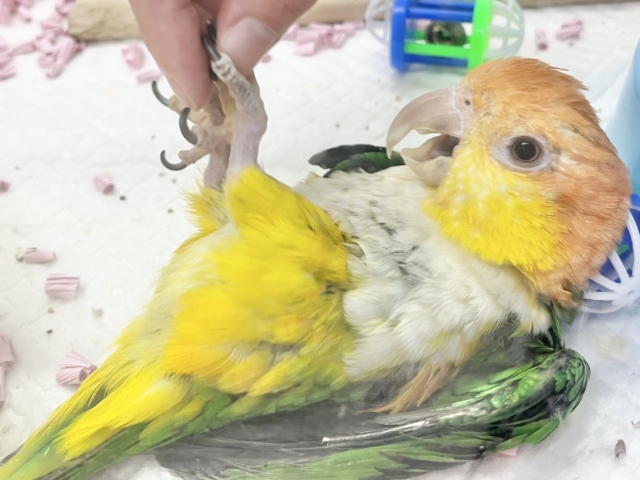 シロハラインコ