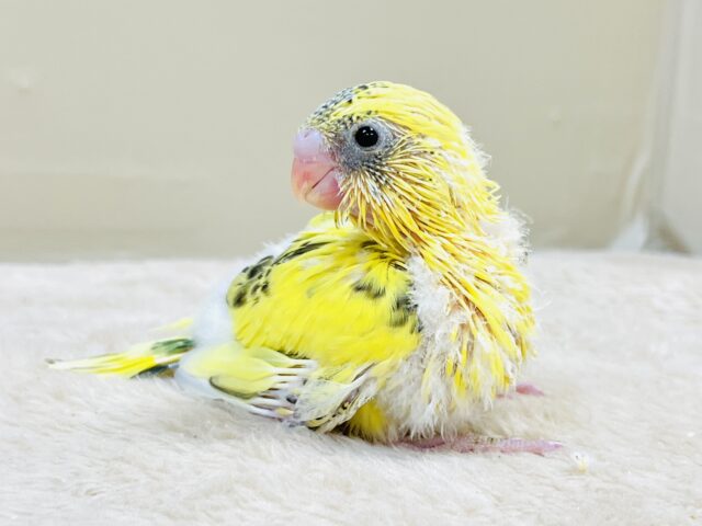 セキセイインコ