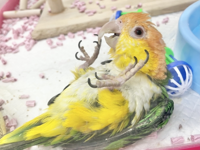 シロハラインコ
