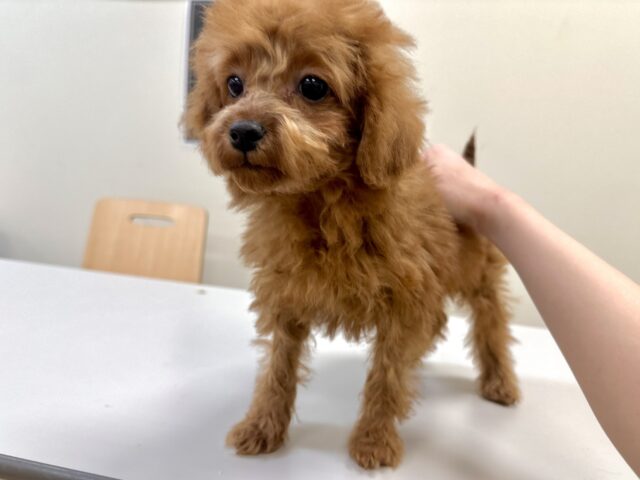 天真爛漫✩.⋆トイプードル男の子 トイプードル