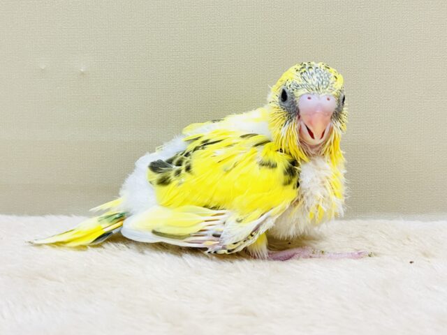 セキセイインコ