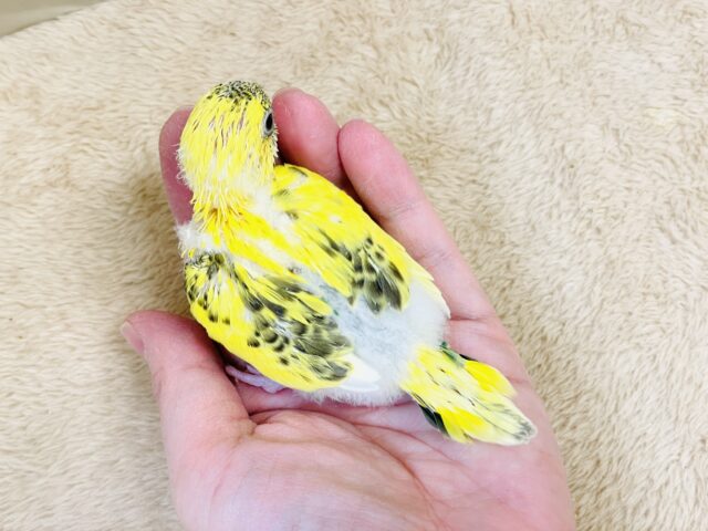 セキセイインコ