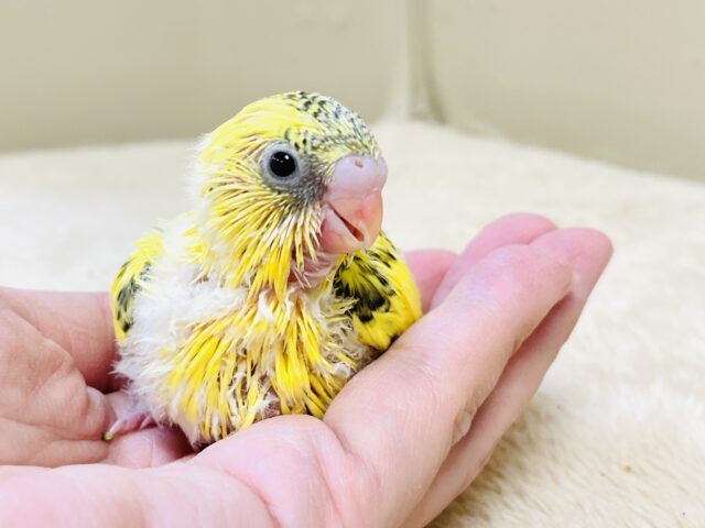 セキセイインコ
