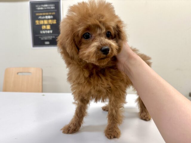 天真爛漫✩.⋆トイプードル男の子 トイプードル