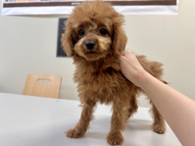 天真爛漫✩.⋆トイプードル男の子 トイプードル