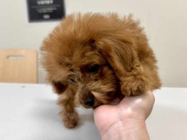 天真爛漫✩.⋆トイプードル男の子 トイプードル