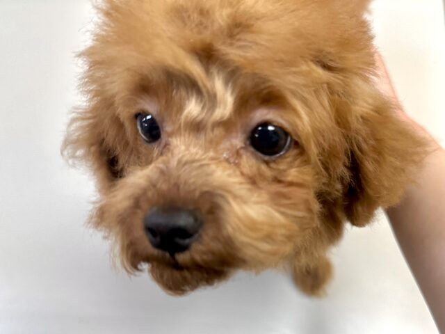 天真爛漫✩.⋆トイプードル男の子 トイプードル