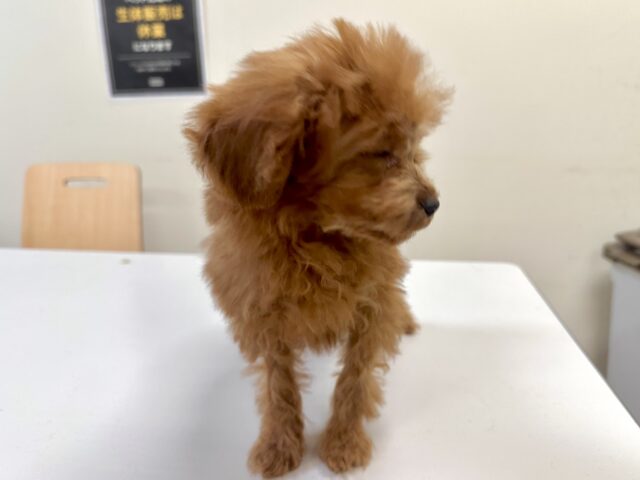 天真爛漫✩.⋆トイプードル男の子 トイプードル