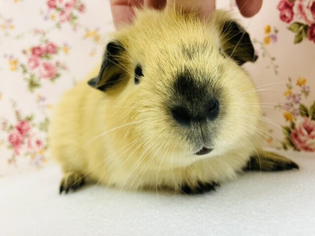 ロシアンモルモット