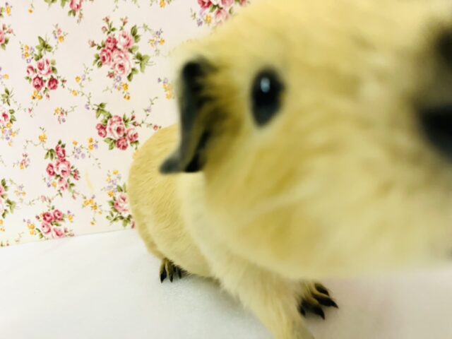 ロシアンモルモット