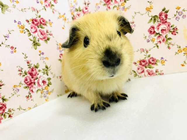 ロシアンモルモット