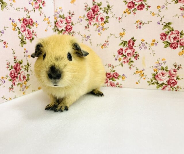 ロシアンモルモット