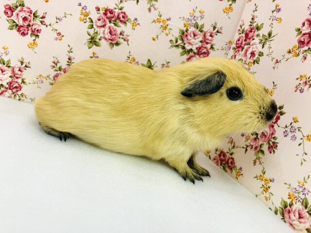 ロシアンモルモット