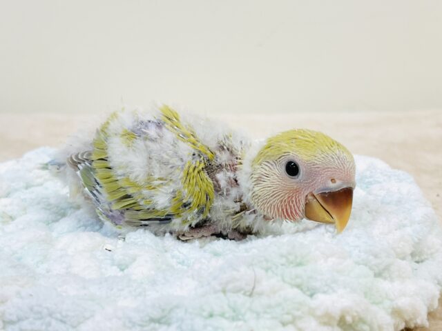 コザクラインコ（小桜インコ）