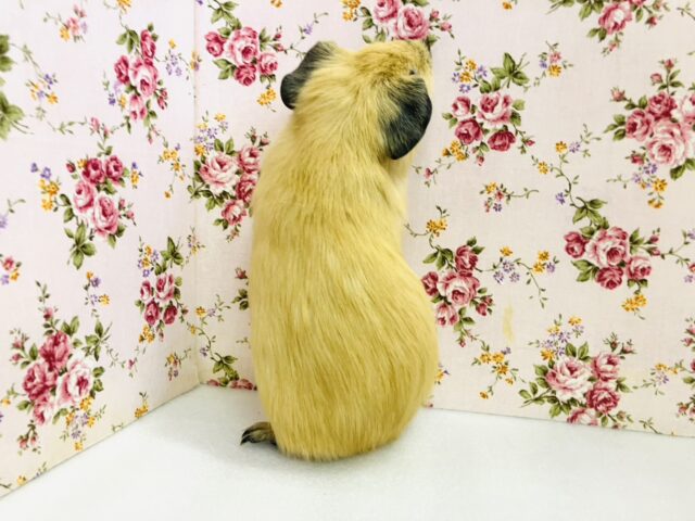 ロシアンモルモット