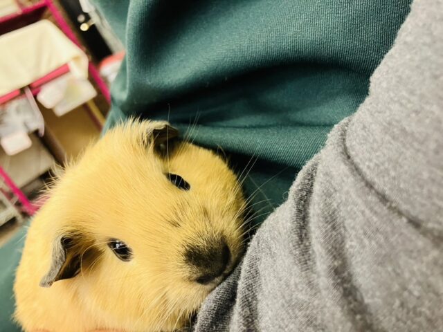 ロシアンモルモット